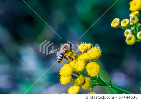 A bee pollinates forest flowers. Macro shot 57444636