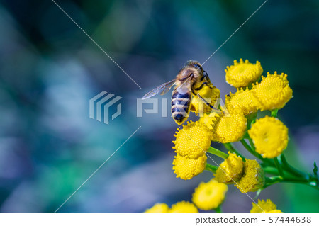 A bee pollinates forest flowers. Macro shot 57444638