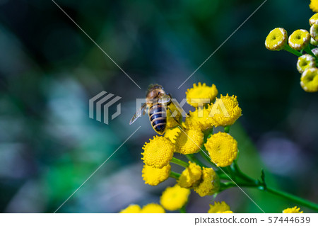A bee pollinates forest flowers. Macro shot 57444639