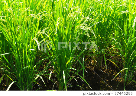 農業形象(水稻種植) 農業形象(水稻種植) 57445295