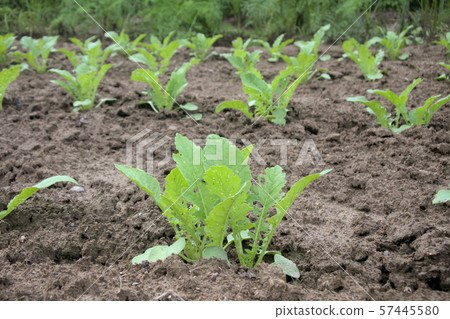 Radish field 57445580