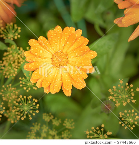Orange Calendula or Calendula officinalis flower with water drops after rain on the background of 57445660