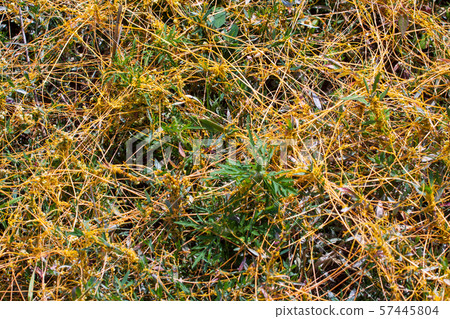 Dodder Genus Cuscuta is The parasite wraps 57445804