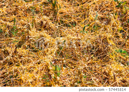 Dodder Genus Cuscuta is The parasite wraps Dodder Genus Cuscuta is The parasite wraps 57445814