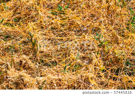 Dodder Genus Cuscuta is The parasite wraps Dodder Genus Cuscuta is The parasite wraps 57445816