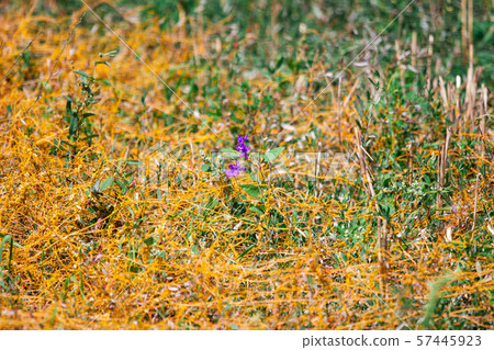 Dodder Genus Cuscuta is The parasite wraps Dodder Genus Cuscuta is The parasite wraps 57445923
