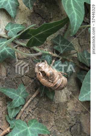 exoskeleton of cicadidae attached to a leaf exoskeleton of cicadidae attached to a leaf 57446329