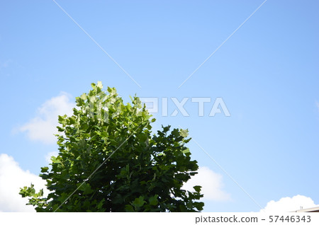 公園的天空和樹木 公園的天空和樹木 57446343