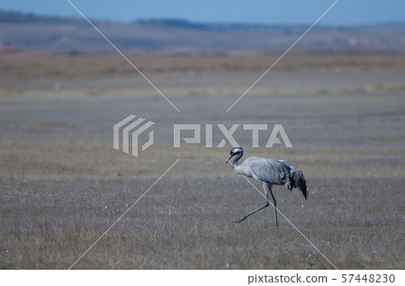 Common crane. 57448230