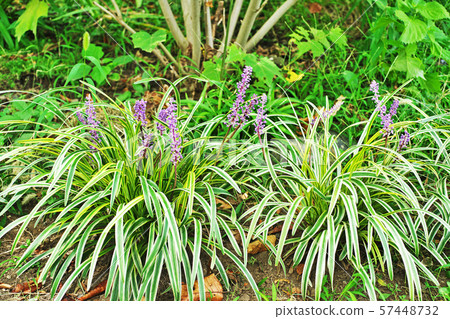 Purple Yablanc petals 57448732