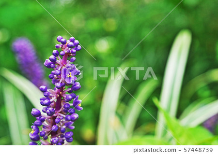 Purple Yablanc petals Purple Yablanc petals 57448739