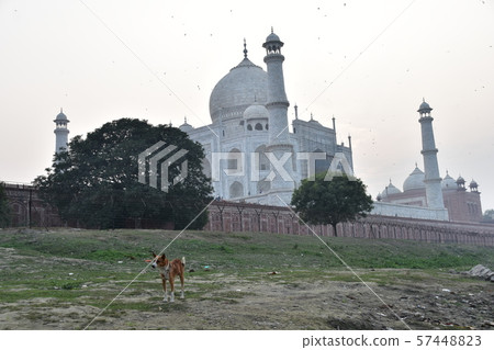Indian Agra, a world heritage Taj Mahal and a stray dog standing along the Yamuna River 57448823