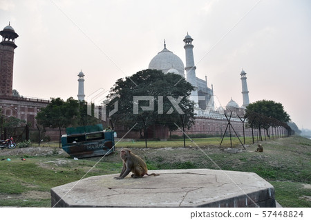 Indian Agra, a world heritage Taj Mahal, a wild monkey eating at a nearby plaza 57448824