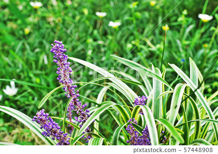 Purple Yablanc petals 57448908