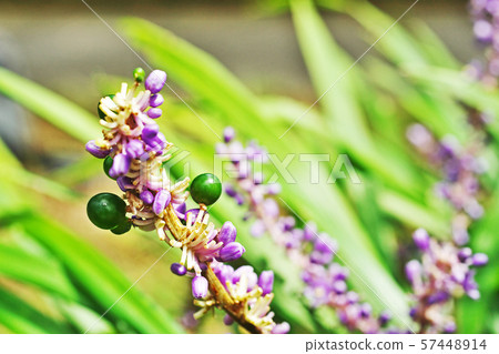 Yablanc has begun to add purple fruits 57448914
