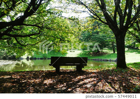 Scenery of natural plants, botanical autumn sun, beginning of bright autumn, scenery of a chair with fallen leaves 57449011