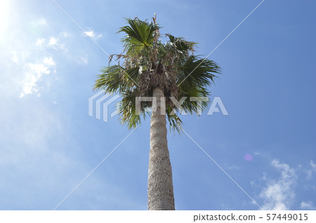 Gamagori Harbor Palm Gamagori Harbor Palm 57449015