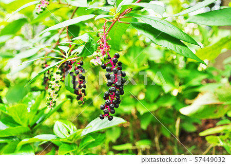 Black pokeweed fruit Black pokeweed fruit 57449032