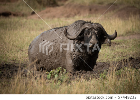 Cape buffalo eyes camera from muddy wallow 57449232