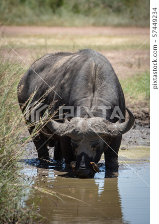 Cape buffalo drinking from muddy water hole Cape buffalo drinking from muddy water hole 57449234