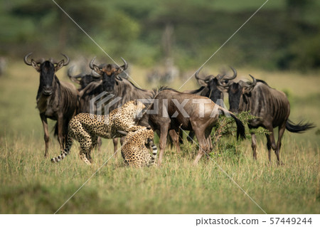 Blue wildebeest watch two cheetah throttle another 57449244