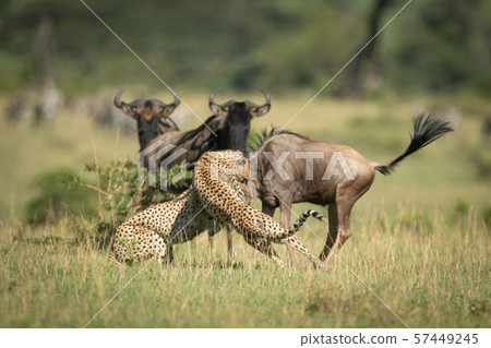 Blue wildebeest watch two cheetah catch another 57449245