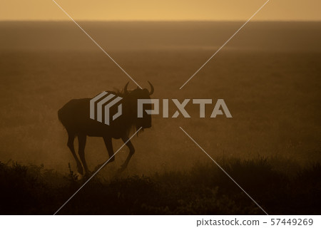 Blue wildebeest gallops in early morning light 57449269