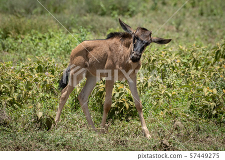 Blue wildebeest calf walks past tossing head Blue wildebeest calf walks past tossing head 57449275