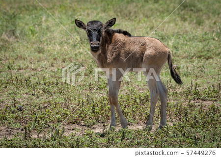 Blue wildebeest calf walks turning to camera Blue wildebeest calf walks turning to camera 57449276