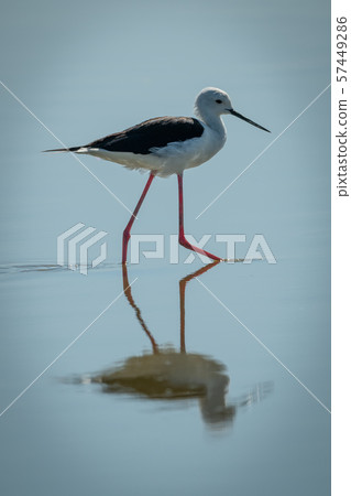 Black-winged stilt steps through shallows in 57449286
