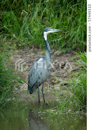 Black-headed heron stands in shallows facing right Black-headed heron stands in shallows facing right 57449310