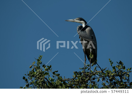 Black-headed heron in tree under blue sky Black-headed heron in tree under blue sky 57449311