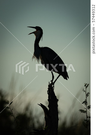 Black-headed heron in silhouette with open beak Black-headed heron in silhouette with open beak 57449312