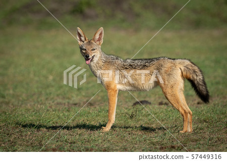 Black-baked jackal stands on grass opening mouth Black-baked jackal stands on grass opening mouth 57449316