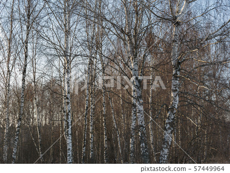 Birches in the rays of the setting sun Birches in the rays of the setting sun 57449964