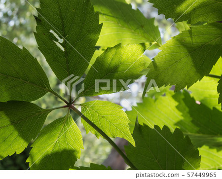 Clearance through the leaves of the maiden grape 57449965