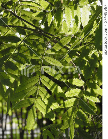 Foliage backlit by the sun 57449967