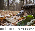 Mouldering stump 57449968