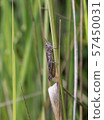 Locust clings to a blade of grass 57450031