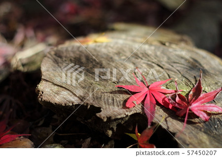 Scenery of autumn leaves 57450207
