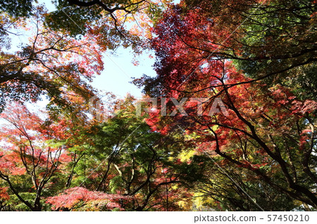 秋葉風景 57450210