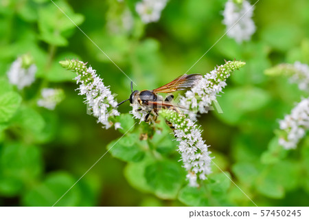Common bee 57450245