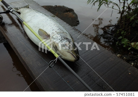 trophy fish with fishing rod on the shore 57451081