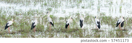 Anastomus oscitans or Ciconiidae living in rice field and watching for food 57451173