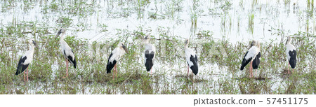 Anastomus oscitans or Ciconiidae living in rice field and watching for food Anastomus oscitans or Ciconiidae living in rice field and watching for food 57451175