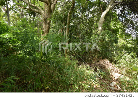 [Osaka Prefecture Fujiidera City] World Heritage Site, Furuichi Burial Mounds (Higashiyama Burial Mound) 57451423