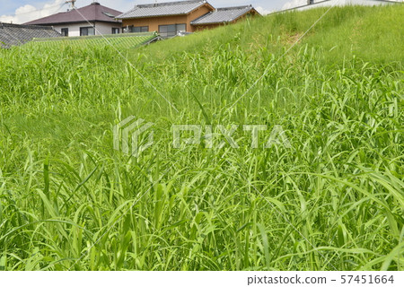 [Osaka Prefecture Fujiidera City] World Heritage Site, Furuichi Burial Mounds 57451664