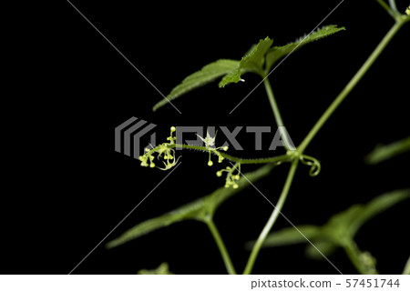 Amateur crane 57451744
