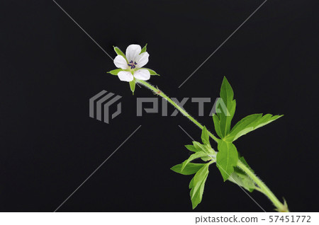 Geranium thunbergii Geranium thunbergii 57451772