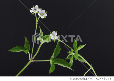 Geranium thunbergii Geranium thunbergii 57451773